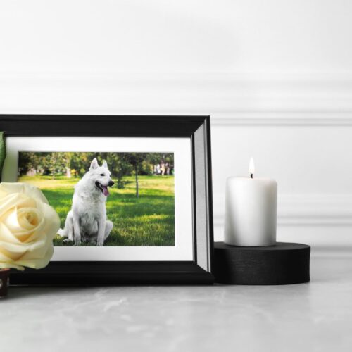 Cadre photo d'un chien décédé, accompagné d'une rose blanche, d'une bougie et de son collier en hommage à sa mémoire.